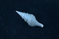 藏品(臺灣捲管螺)的圖片
